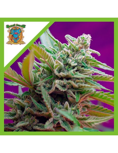 BLACK JACK  AUTO® X3+1-SWEET SEEDS
