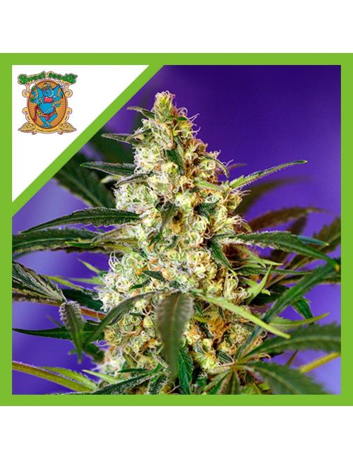 FAST BUD AUTO® X3+1-SWEET SEEDS