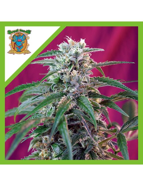 GREEN POISON  AUTO® X3+1-SWEET SEEDS