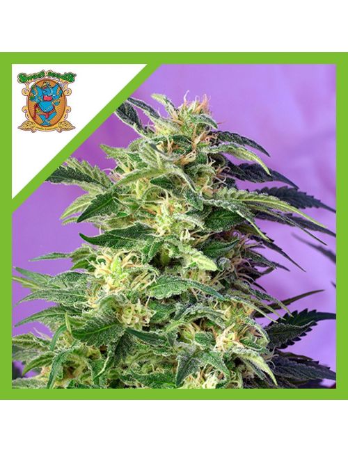 KILLER KUSH  AUTO® X3+1-SWEET SEEDS