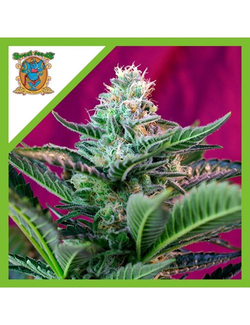 MOHAN RAM  AUTO® X3+1-SWEET SEEDS