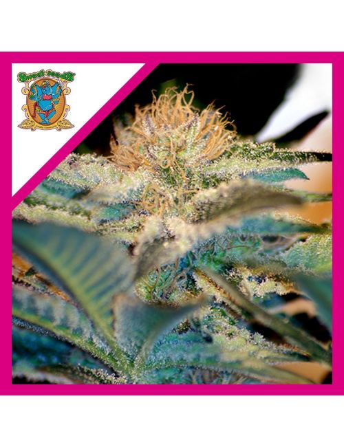 MOHAN RAM  FEM® X3+1-SWEET SEEDS