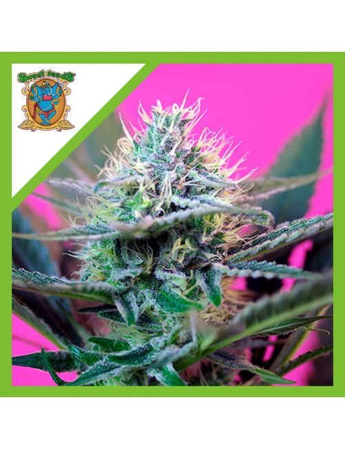 SPEED  AUTO® X3+1-SWEET SEEDS