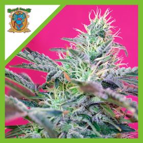 SWEET CHEESE  AUTO®...