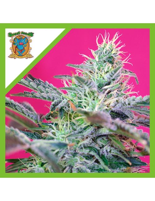 SWEET CHEESE  AUTO® X3+1-SWEET SEEDS