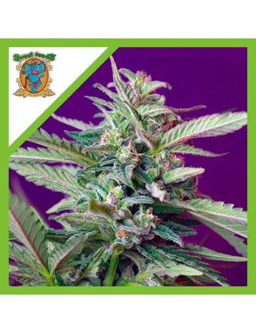 SAD  AUTO® X3+1-SWEET SEEDS