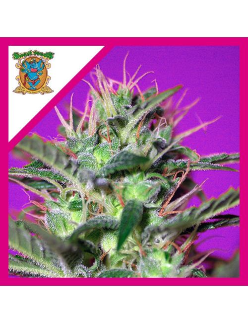 BOTAFUMEIROS  FEM® X3+1-SWEET SEEDS