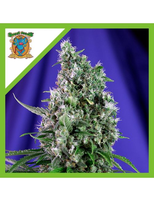 SWEET TRAINWRECK  AUTO® X3+1-SWEET SEEDS