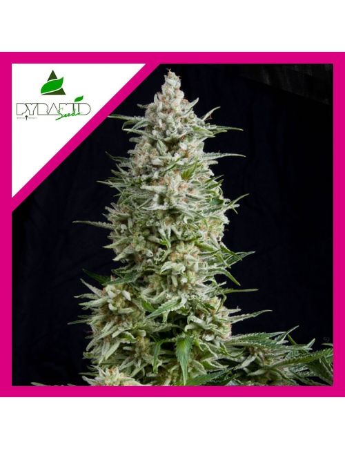 AMNESIA GOLD  FEM X1-PYRAMID SEEDS