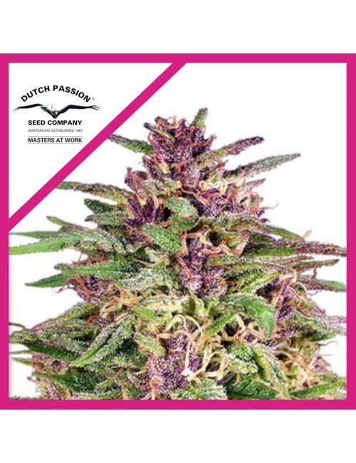 FRISIAN DEW FEM X3-DUTCH PASSION