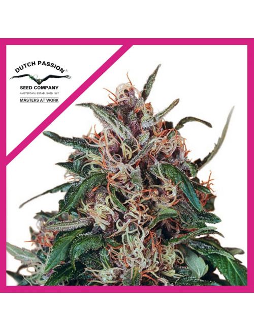 HOLLANDS HOPE FEM X3-DUTCH PASSION