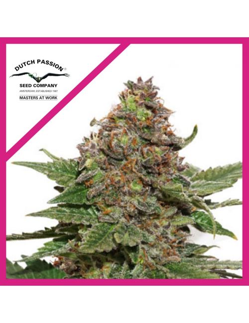 STRAWBERRY COUGH  FEM X3-DUTCH PASSION