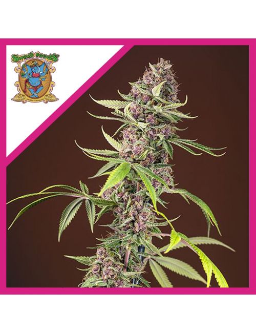 RED MANDARINE F1 FEM® X3+1-SWEET SEEDS