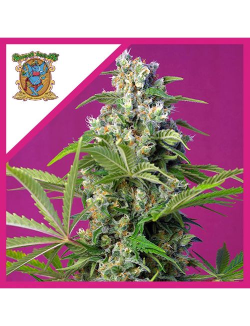 GORILLA GIRL  FEM® X3+1-SWEET SEEDS