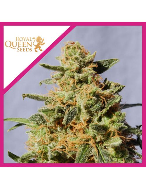 ROYAL DOMINA  FEM X3-ROYAL QUEEN SEEDS