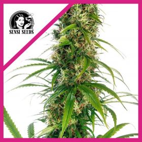 MICHKA  FEM X3-SENSI SEEDS