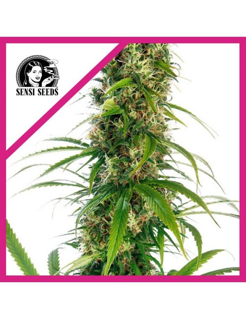 MICHKA  FEM X3-SENSI SEEDS