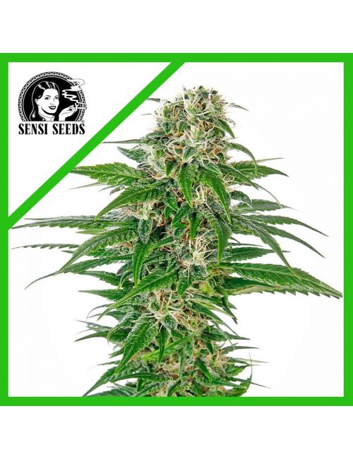 EARLY SKUNK  AUTO X3-SENSI SEEDS