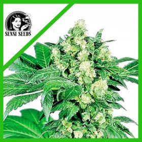 AFGHANI N1  AUTO X3-SENSI...