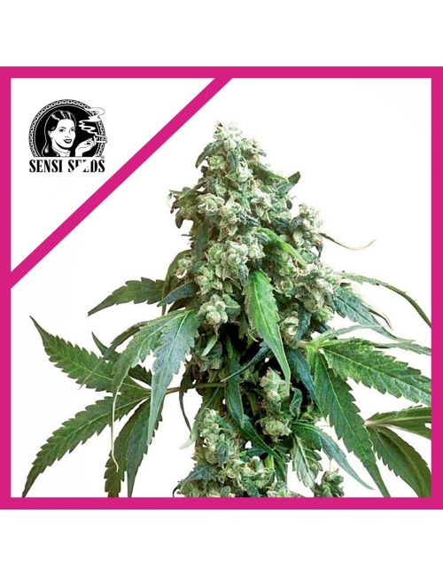 JACK FLASH No 5 FEM X3-SENSI SEEDS