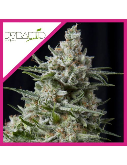 ANESTHESIA  FEM X3+1-PYRAMID SEEDS