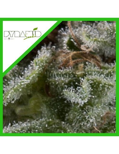 LENNON AUTO X3+1-PYRAMID SEEDS