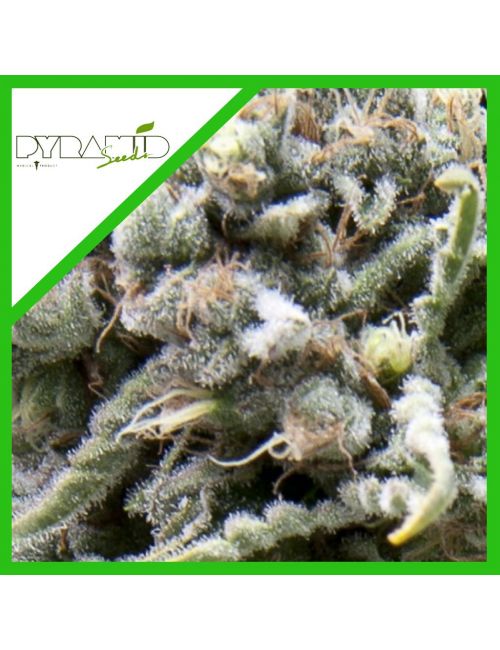 WHITE WIDOW AUTO X3+1-PYRAMID SEEDS