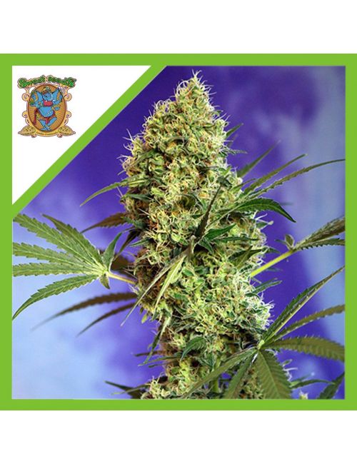 BIG DEVIL XL  AUTO® X5+2-SWEET SEEDS