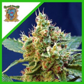 CREAM MANDARINE XL  AUTO®...