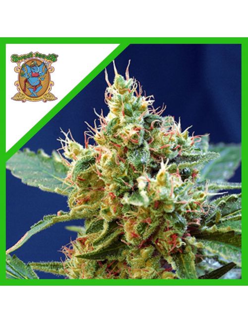 CREAM MANDARINE XL  AUTO® X5+2-SWEET SEEDS
