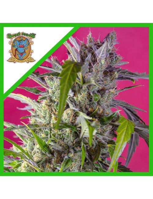 CRYSTAL CANDY  AUTO® X3+1-SWEET SEEDS