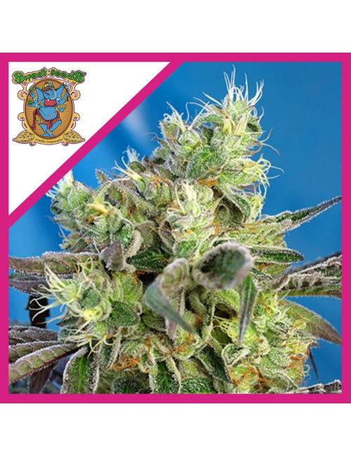 DO-SWEET-DOS FEM® X3+1-SWEET SEEDS