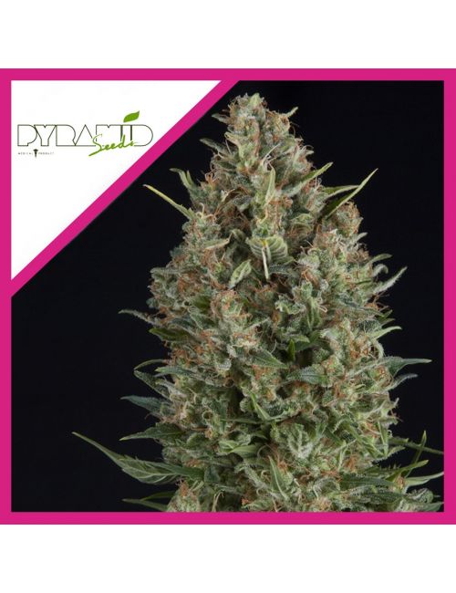 WEMBLEY  FEM X3+1-PYRAMID SEEDS