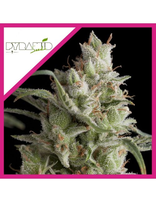 SUPER OG KUSH  FEM X3+1-PYRAMID SEEDS