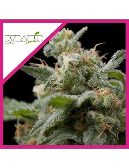 SUPER HASH  FEM X3+1-PYRAMID SEEDS