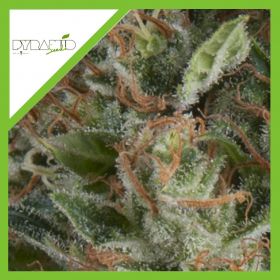 WEMBLEY AUTO X3+1-PYRAMID...