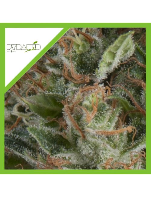 WEMBLEY AUTO X3+1-PYRAMID SEEDS