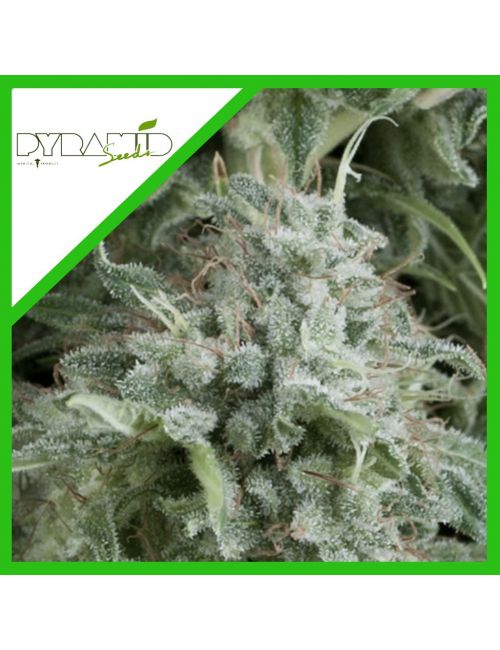 ANUBIS AUTO X3+1-PYRAMID SEEDS