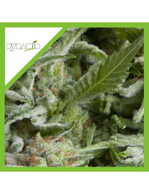 ALPUJARREÑA AUTO X3+1-PYRAMID SEEDS