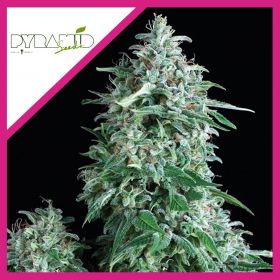 ANUBIS  FEM X3+1-PYRAMID SEEDS