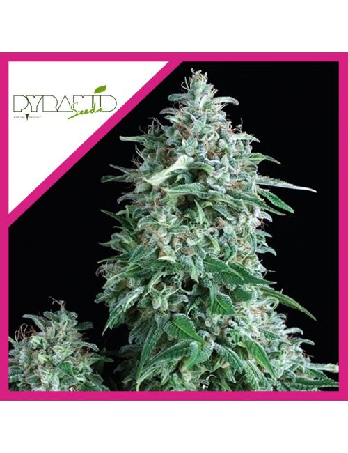 ANUBIS  FEM X3+1-PYRAMID SEEDS