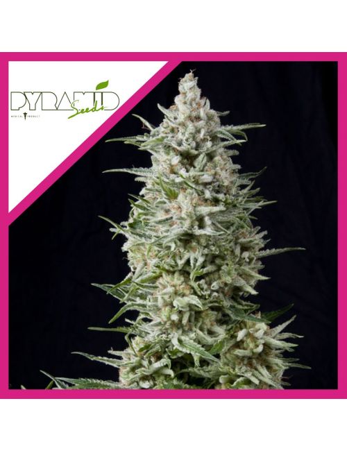 AMNESIA GOLD  FEM X3+1-PYRAMID SEEDS