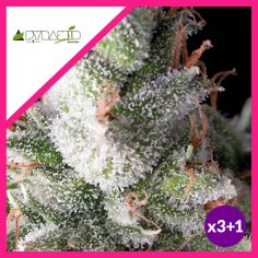 RAMSES  FEM X3+1-PYRAMID SEEDS