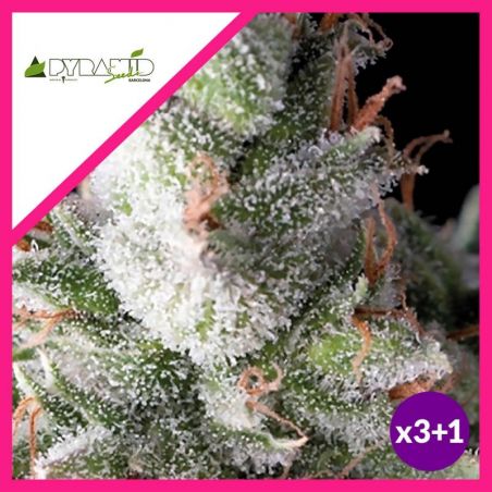 RAMSES  FEM X3+1-PYRAMID SEEDS