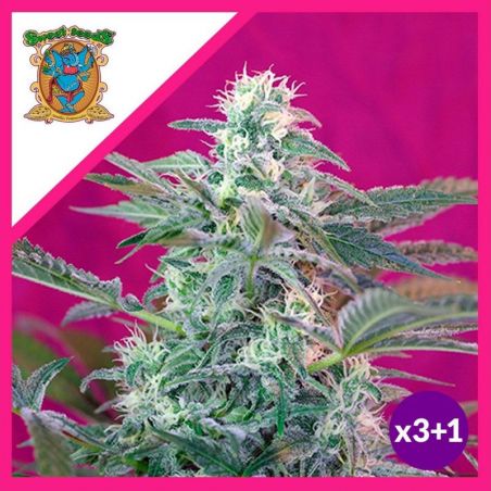 BIG FOOT  FEM® X3+1-SWEET SEEDS