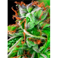 DOUBLE OG HAZE FEM...