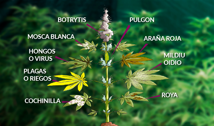 plagas marihuana