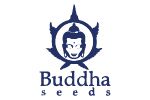 Buddha Seeds